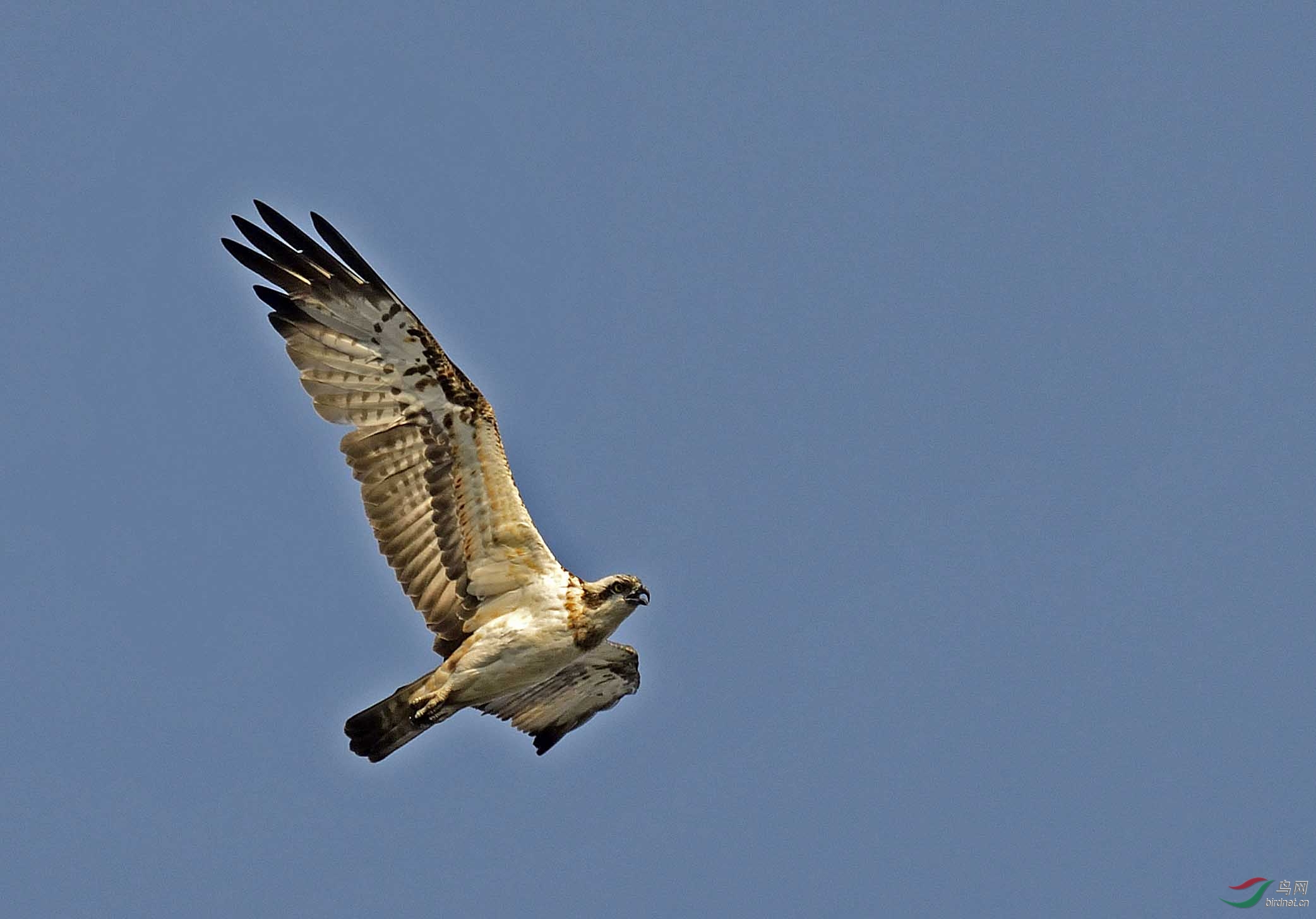 鹰击长空马跃龙门