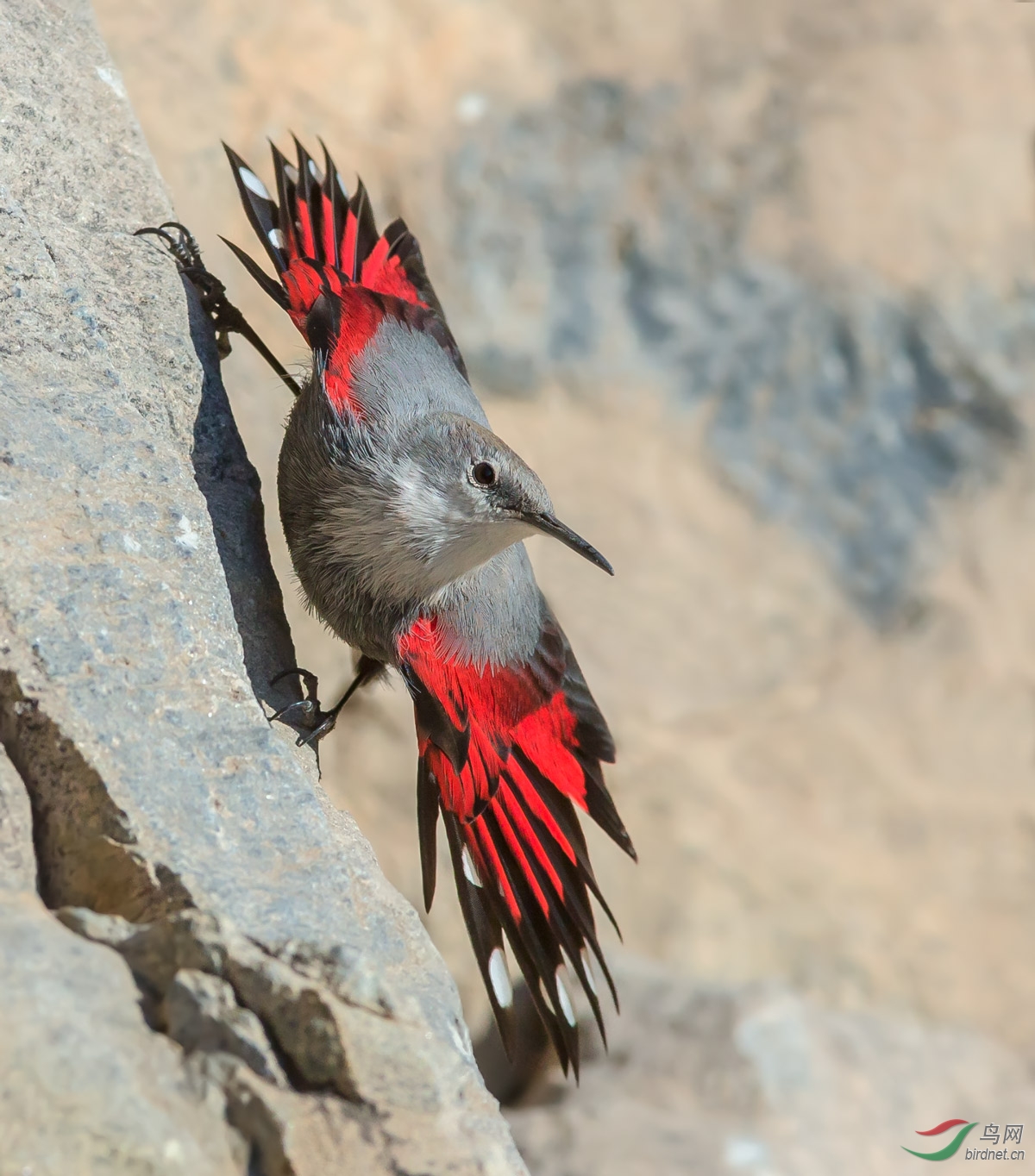 (红翅旋壁雀)红翅旋壁雀