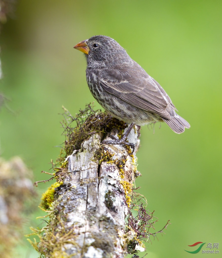 绿松鸦南美厄瓜多尔拍鸟记