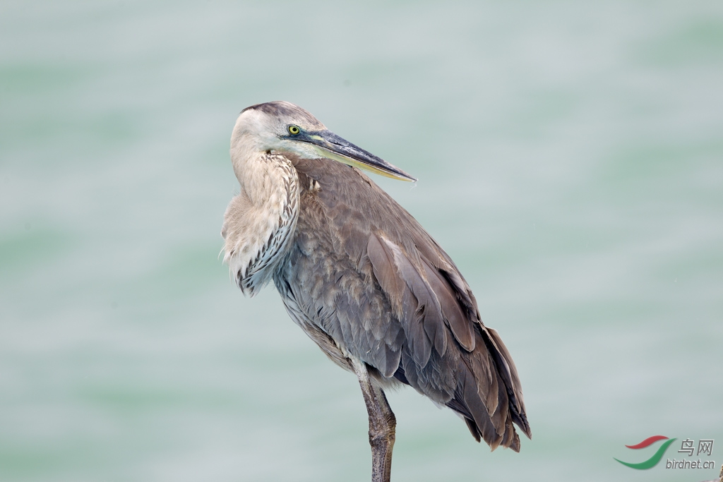 (绿松鸦)南美厄瓜多尔拍鸟记