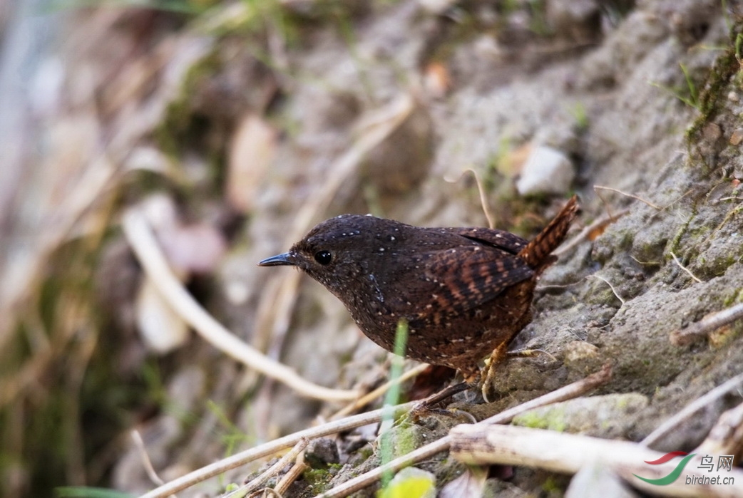 丽星鹩鹛 - 福建版 fujian 鸟网