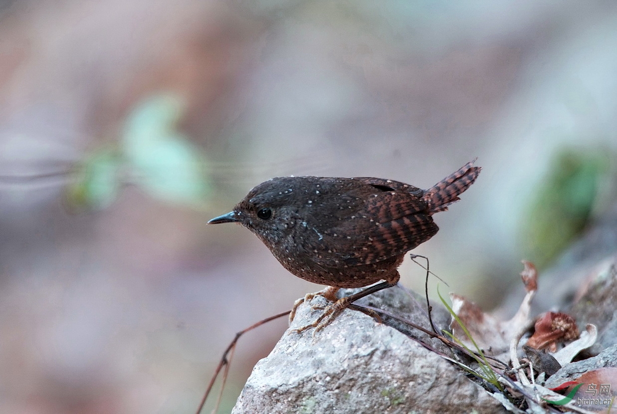 丽星鹩鹛 - 福建版 fujian 鸟网