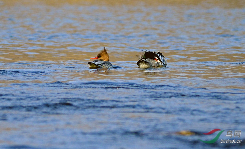 DSC_2643.jpg
