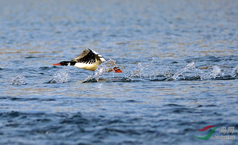 DSC_2817.jpg