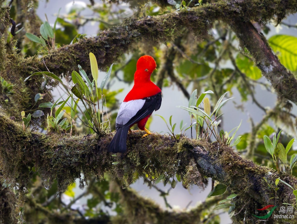 (绿松鸦)南美厄瓜多尔拍鸟记