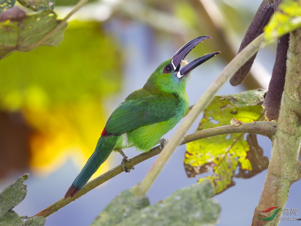 (绿松鸦)南美厄瓜多尔拍鸟记