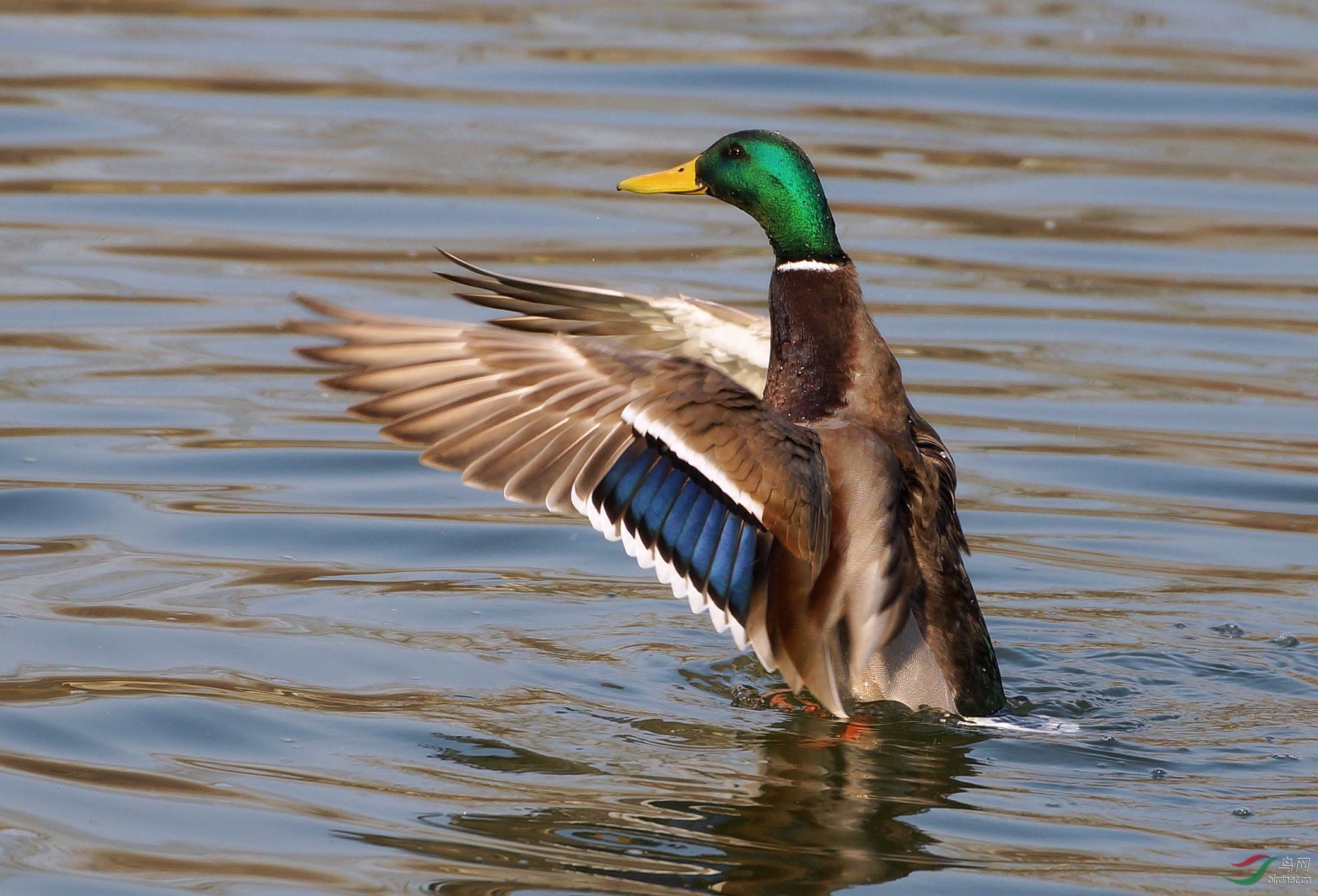 惊飞的绿头麻鸭