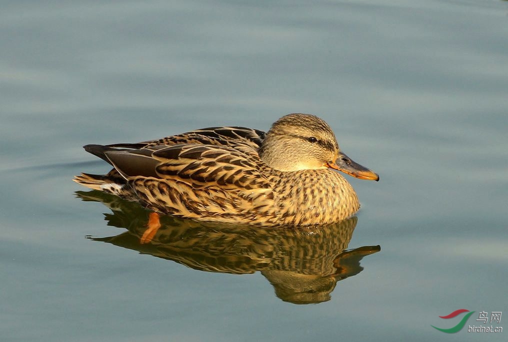 绿头麻鸭的早餐