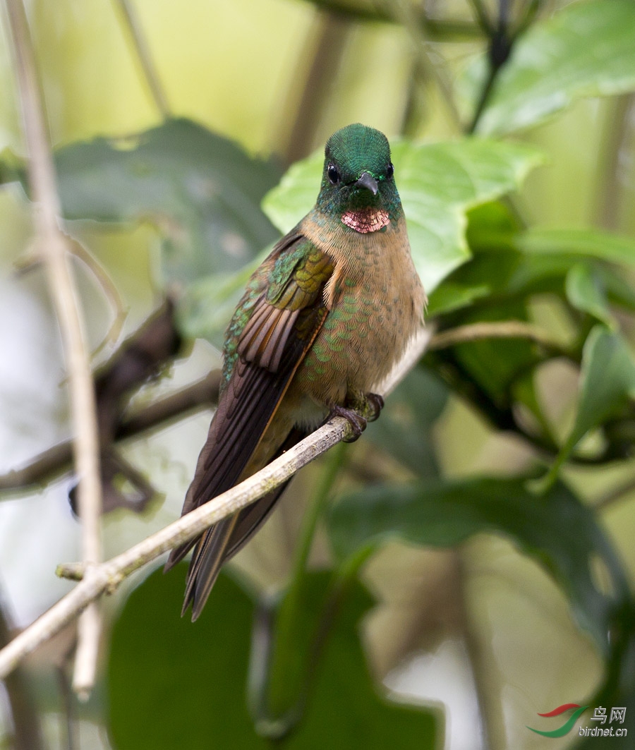 (绿松鸦)南美厄瓜多尔拍鸟记