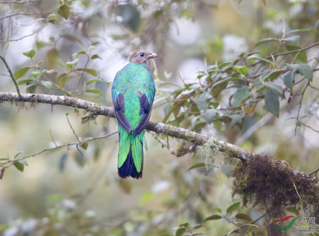 (绿松鸦)南美厄瓜多尔拍鸟记 - 第9页 - 拍鸟线路 鸟网
