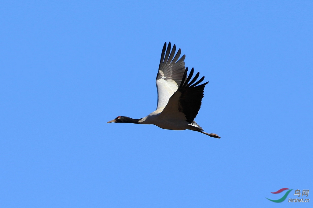 飞翔的黑颈鹤一组