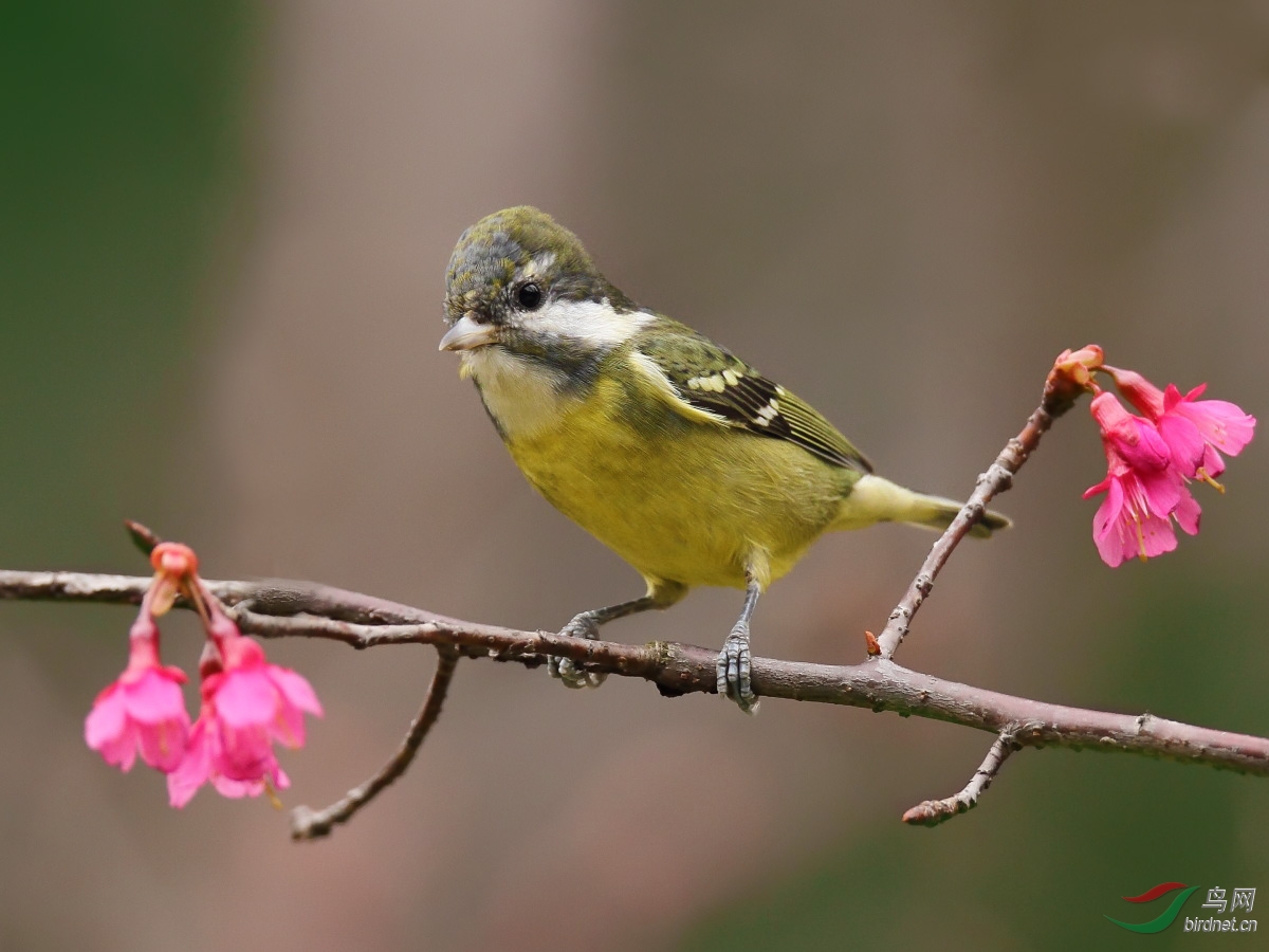 花鸟图黄腹山雀