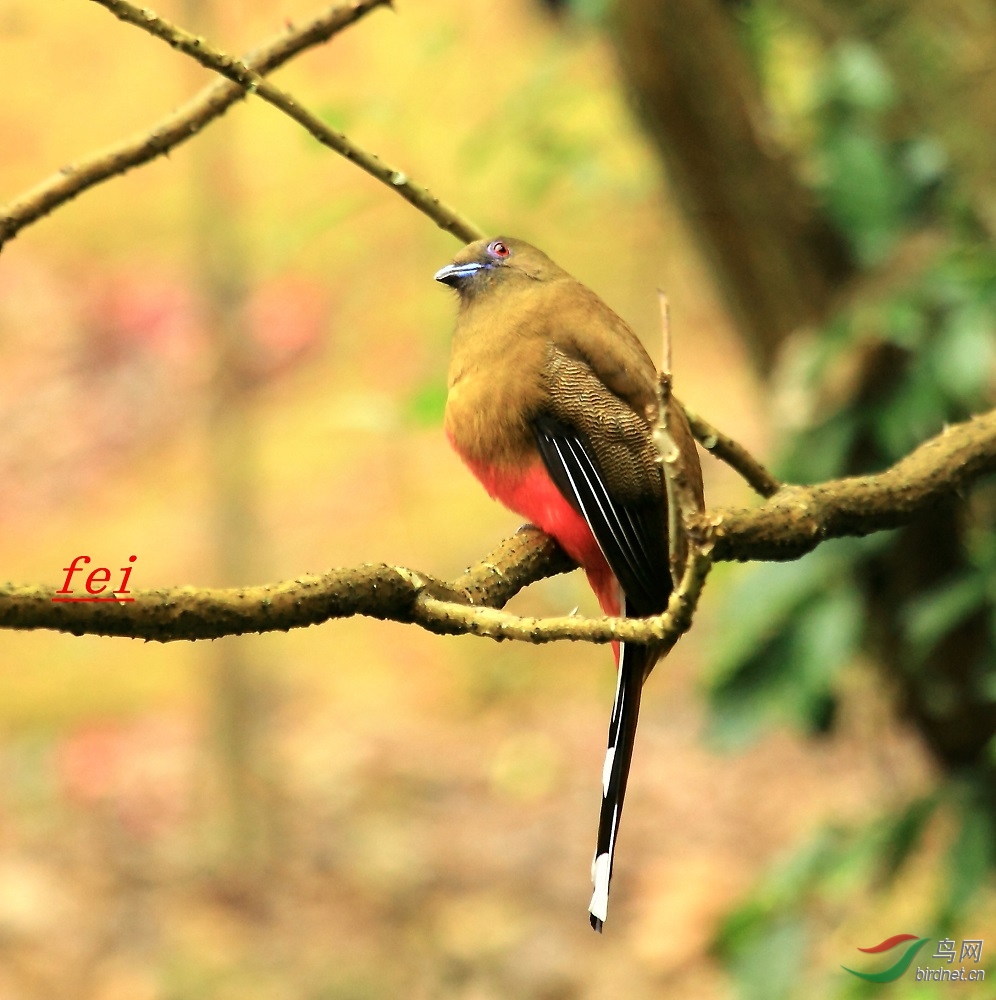 (贺新春)- 赞美大自然无穷无尽的造化,,!红头咬鹃!