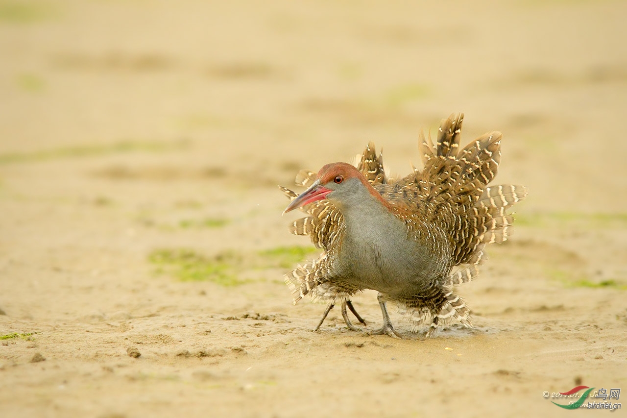 粉墨登场 - 灰胸秧鸡