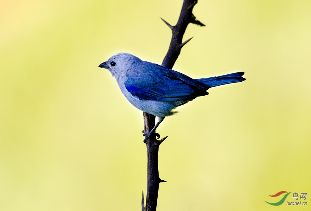 (绿松鸦)南美厄瓜多尔拍鸟记 - 第9页 - 拍鸟线路 鸟网