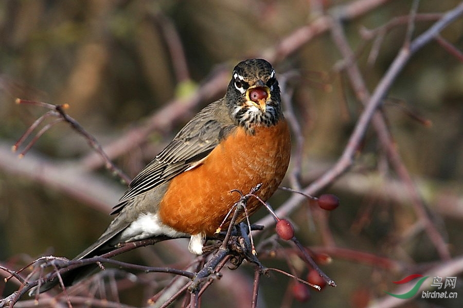 BBay111207 210t_1.jpg