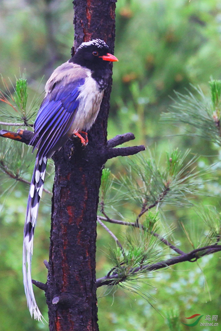 松树林中的红嘴蓝雀