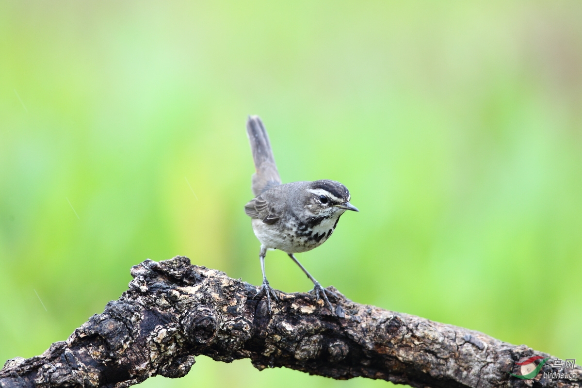 蓝点颏 - 江苏版 jiangsu 鸟网