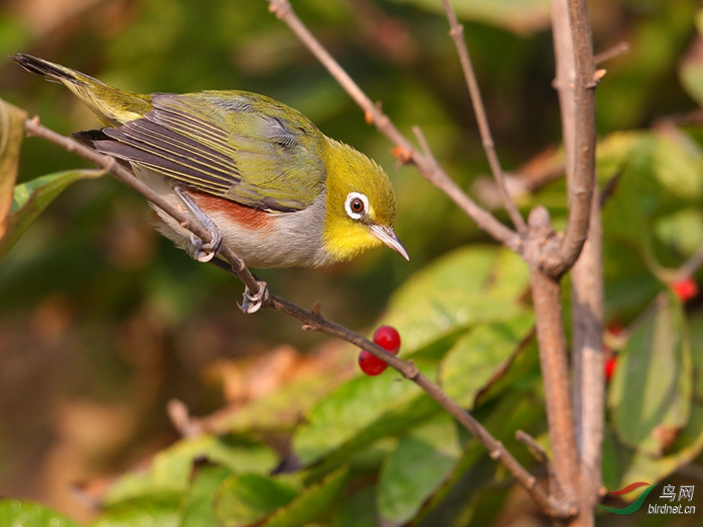 紅脅繡眼鳥