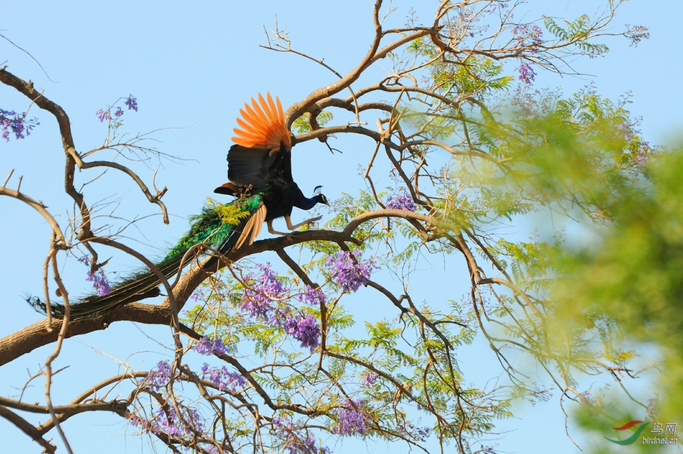 树上的孔雀10幅