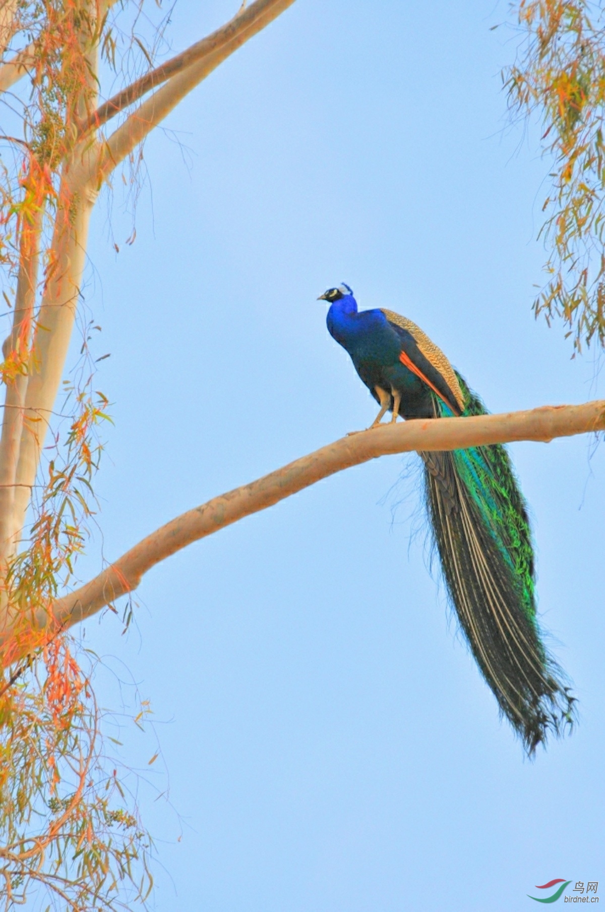 树上的孔雀10幅