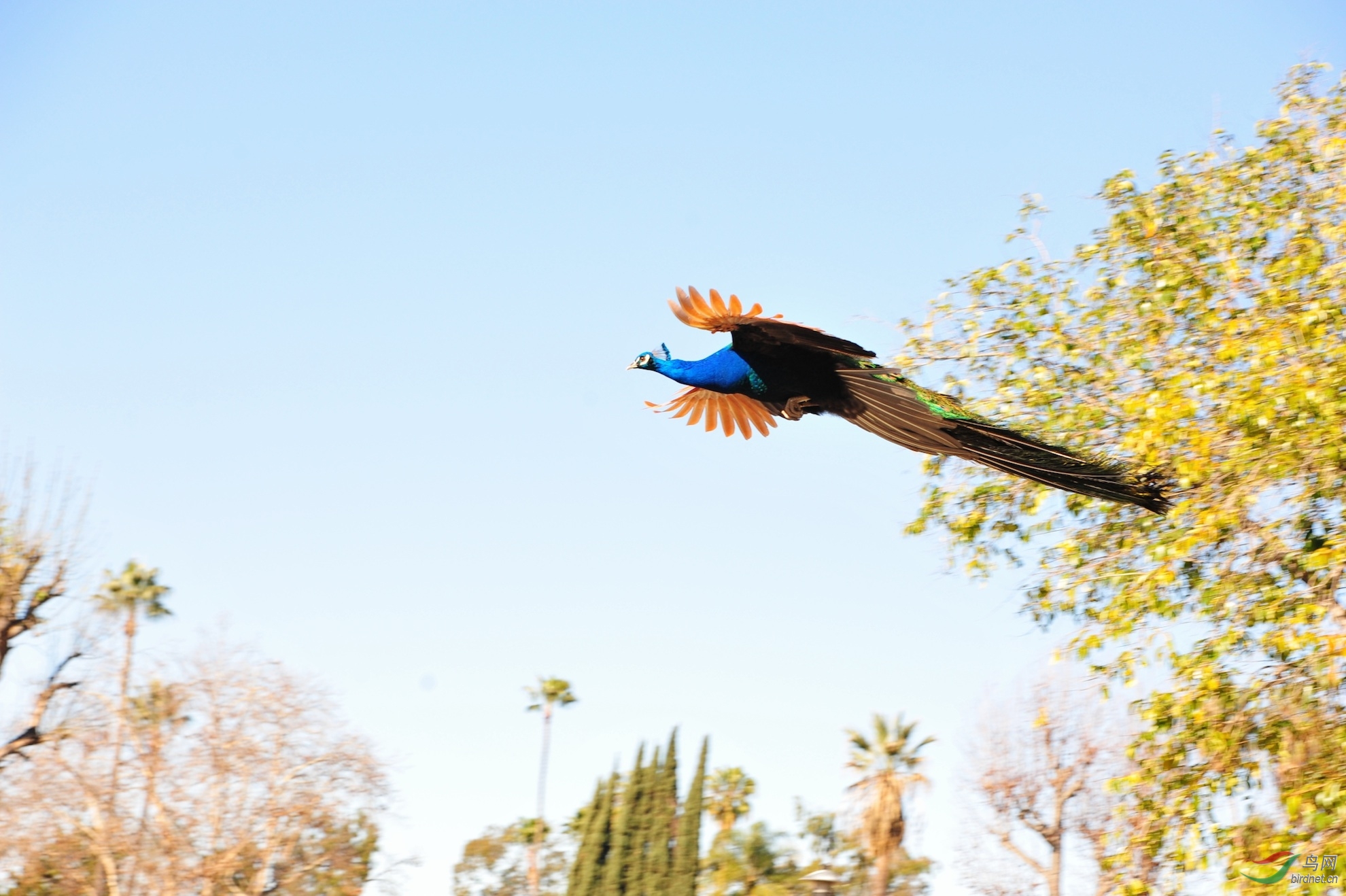 树上的孔雀10幅