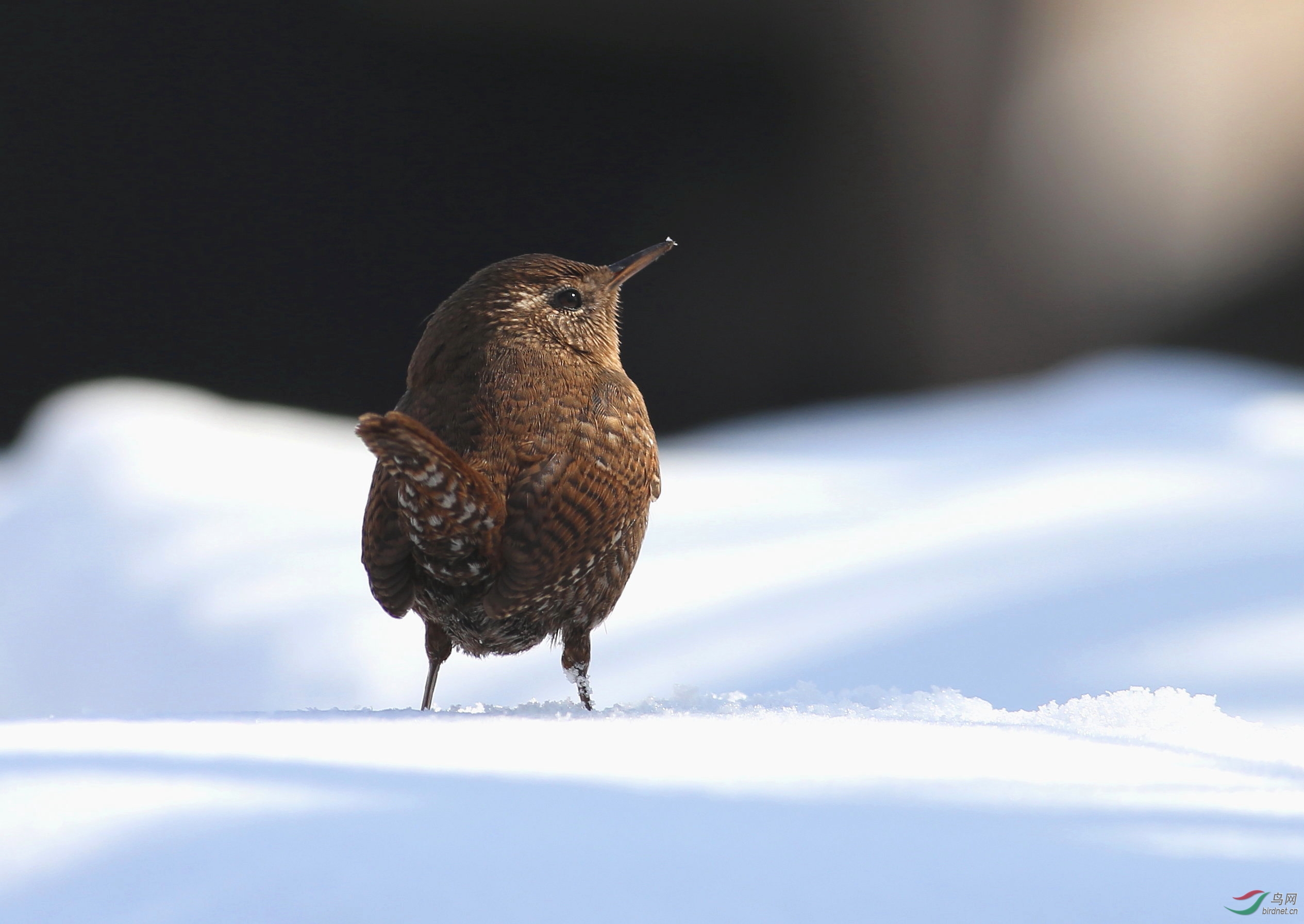 雪上鹪鹩