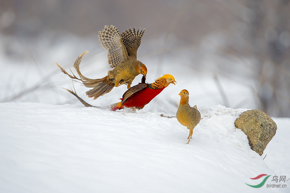 红腹锦鸡雪中的红腹锦鸡