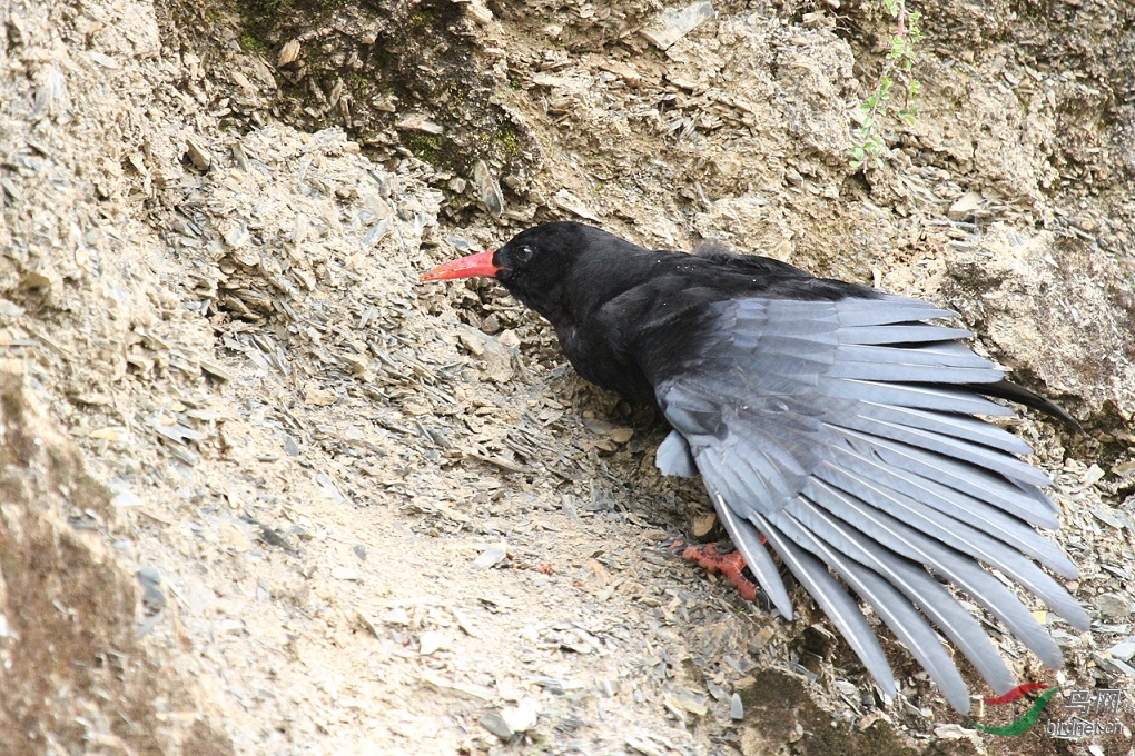 紅嘴山鴉