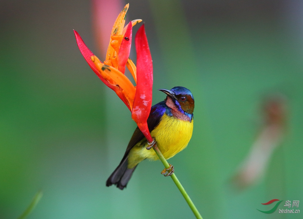 (褐喉食蜜鸟)褐喉直嘴太阳鸟