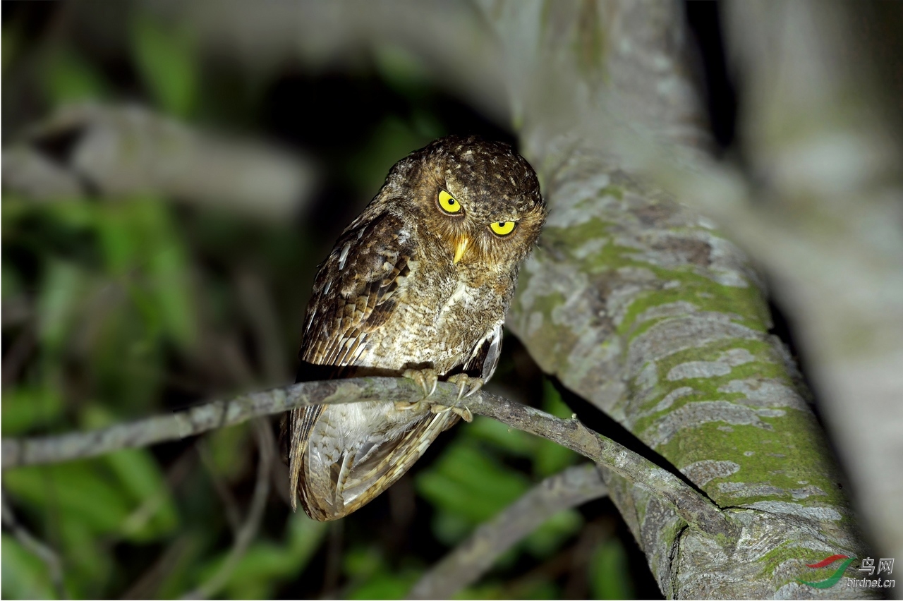 黄嘴角鸮20140212.jpg