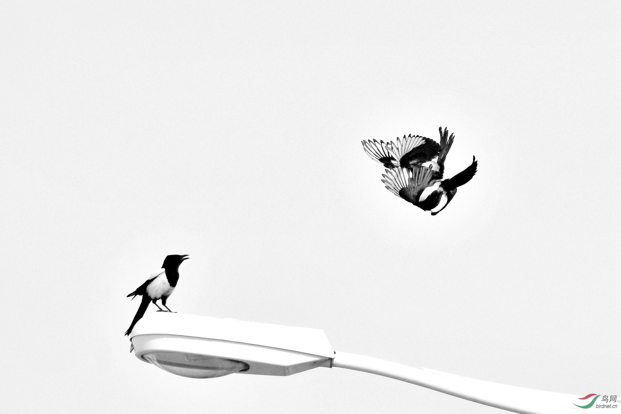 喜鹊的情人节(黑白片)