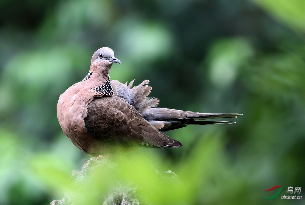 珠頸斑鳩