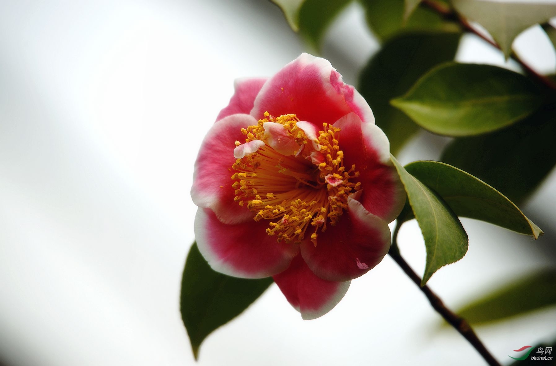 茶花