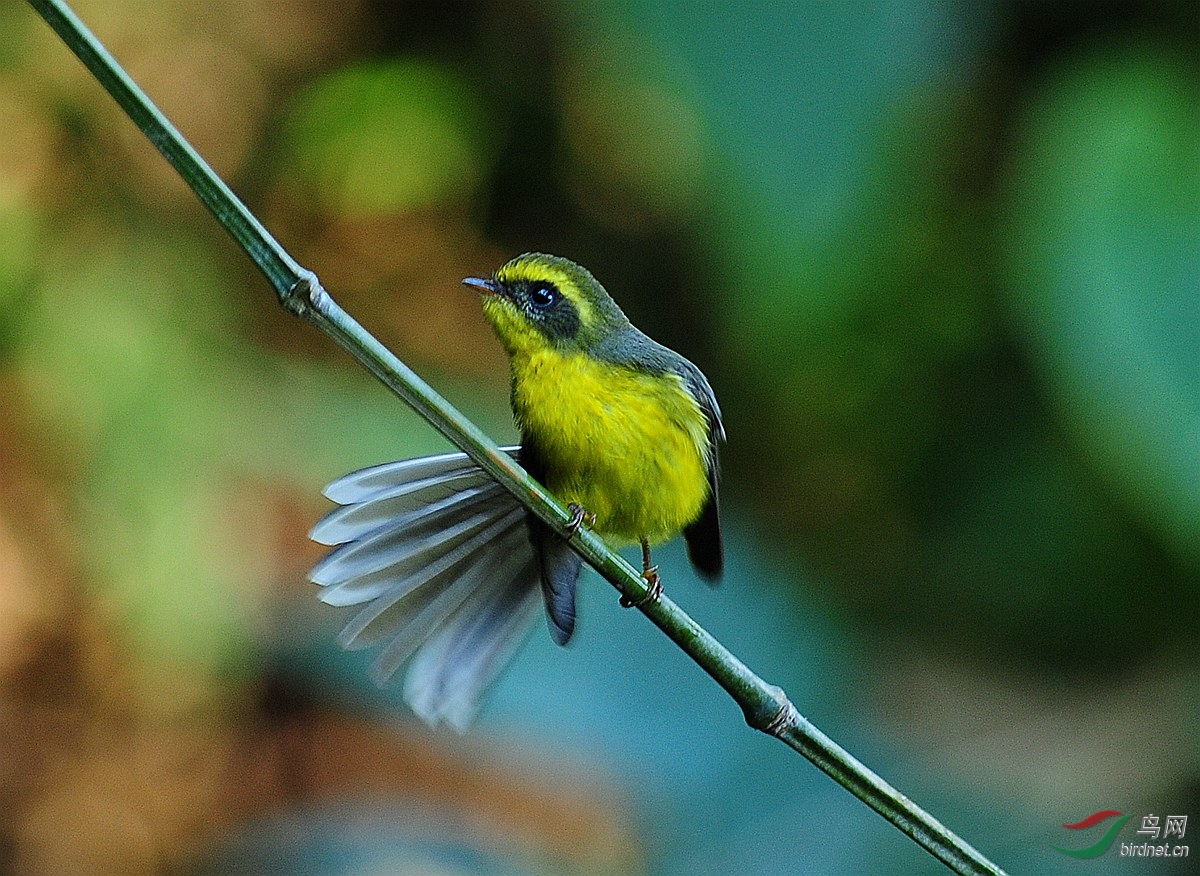 黄腹扇尾鶲