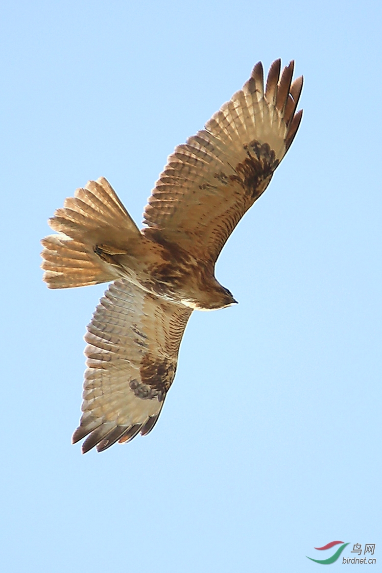 盘旋滑翔的鸟儿