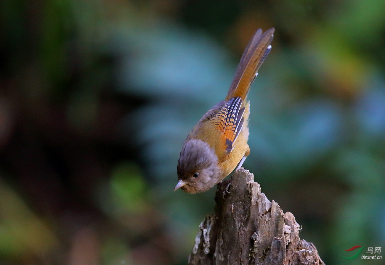 (栗额斑翅鹛)滇西一隅