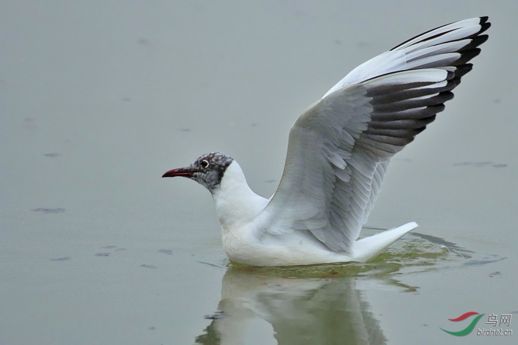黑头红嘴鸥