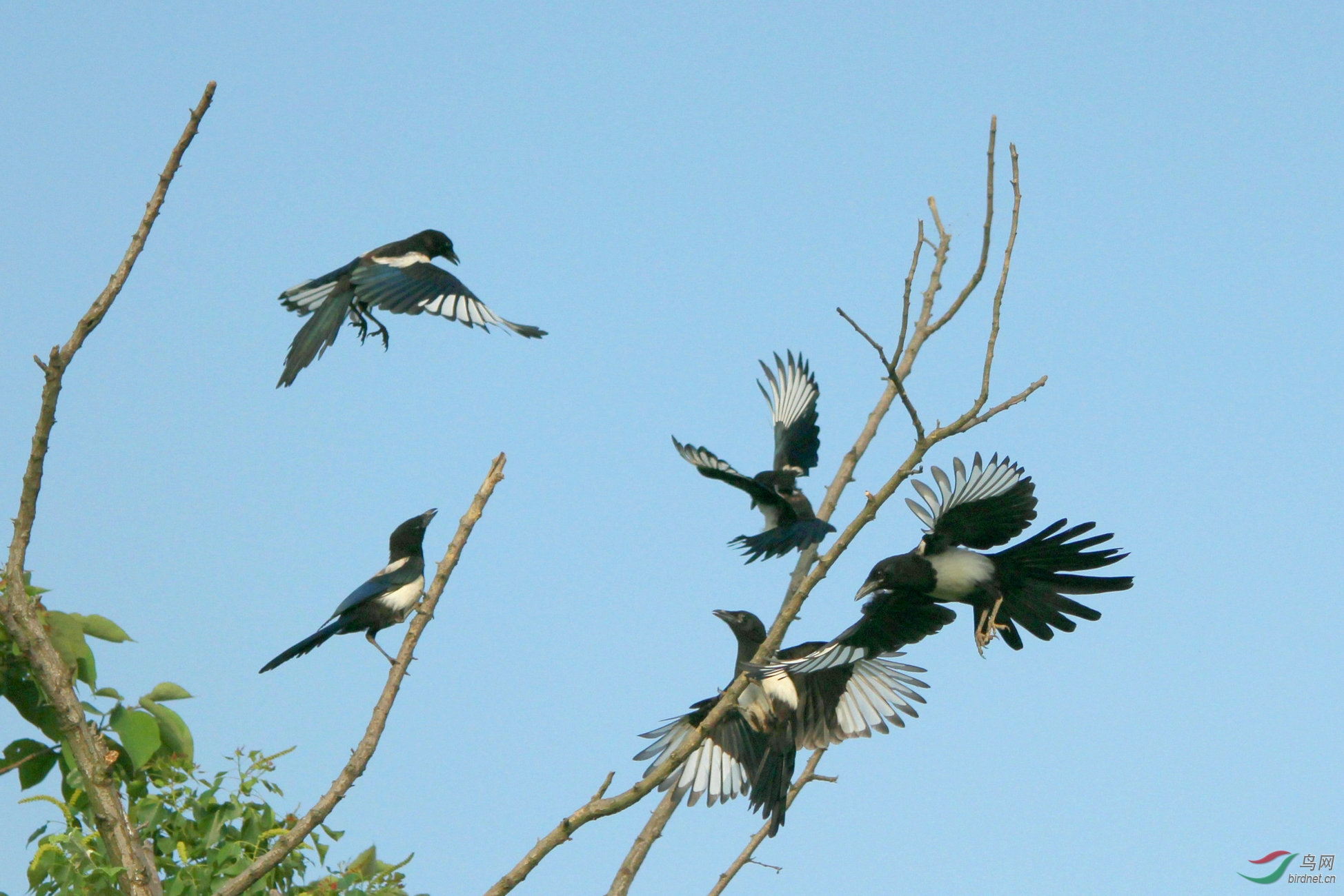 喜鹊枝头也争斗
