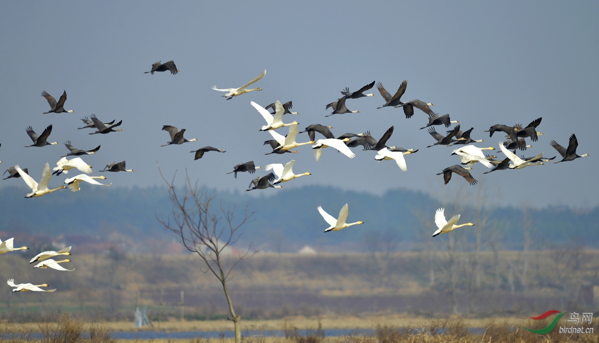 白头鹤黄梅白头鹤群
