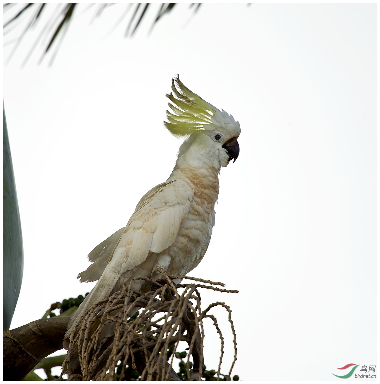 (葵花凤头鹦鹉)~~~葵花凤头鹦鹉