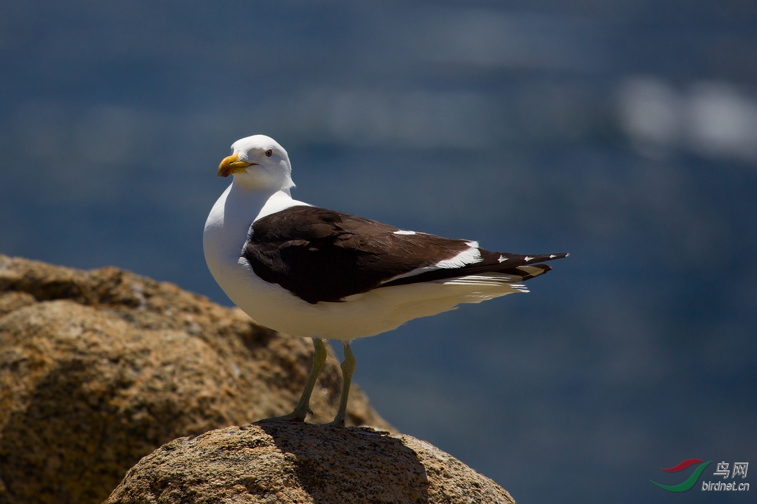 南半球特有鸥鸟黑背鸥