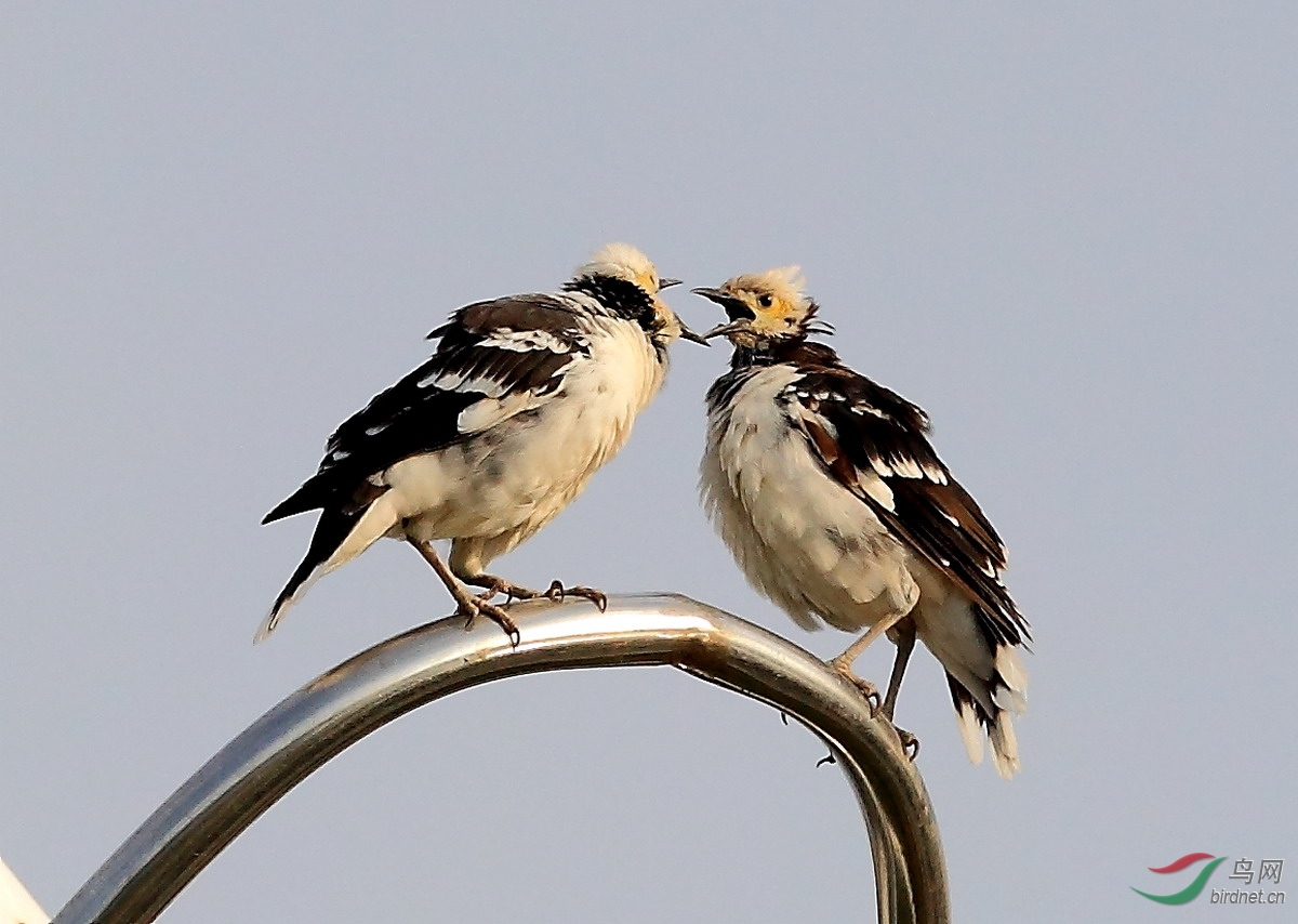 成双成对的椋鸟八哥红臀鹎
