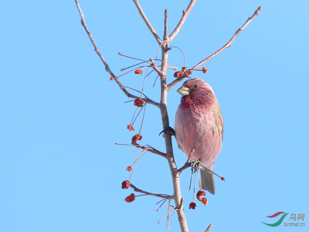 乌鲁木齐的 红腰朱雀