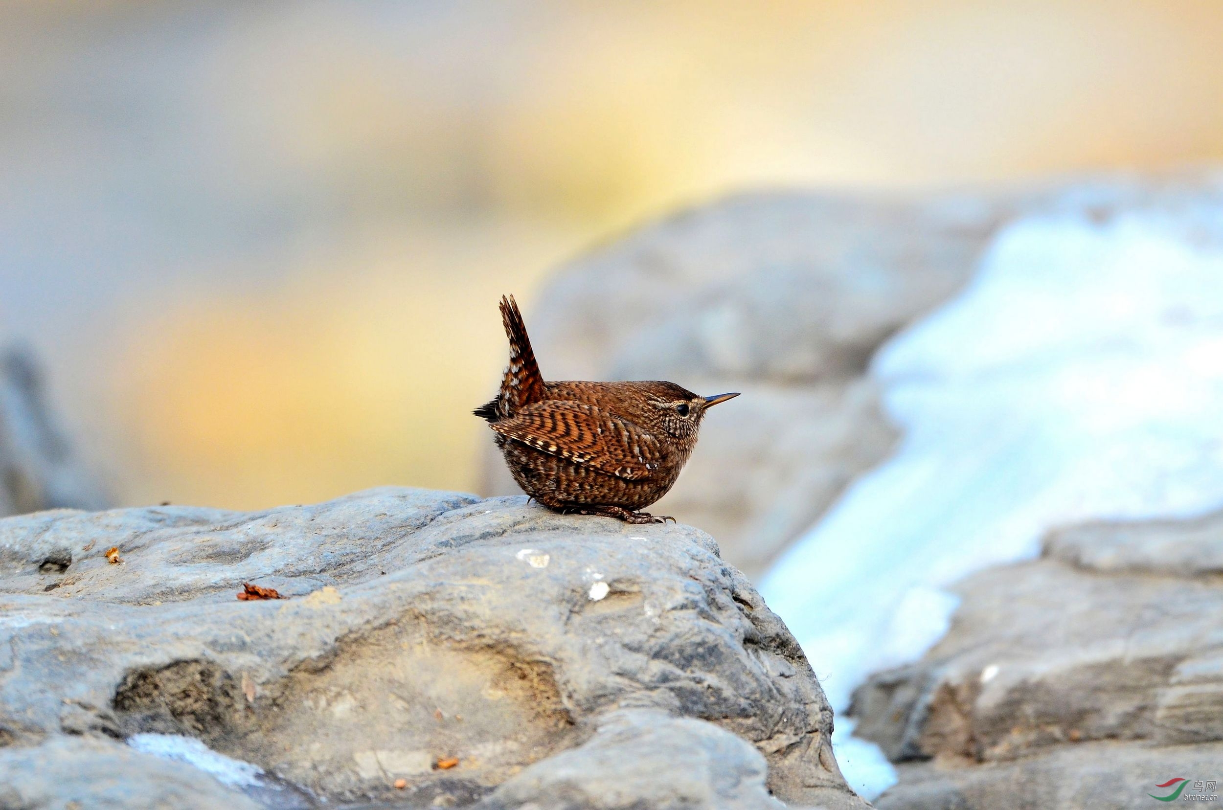 鹪鹩奥森的小鹪鹩