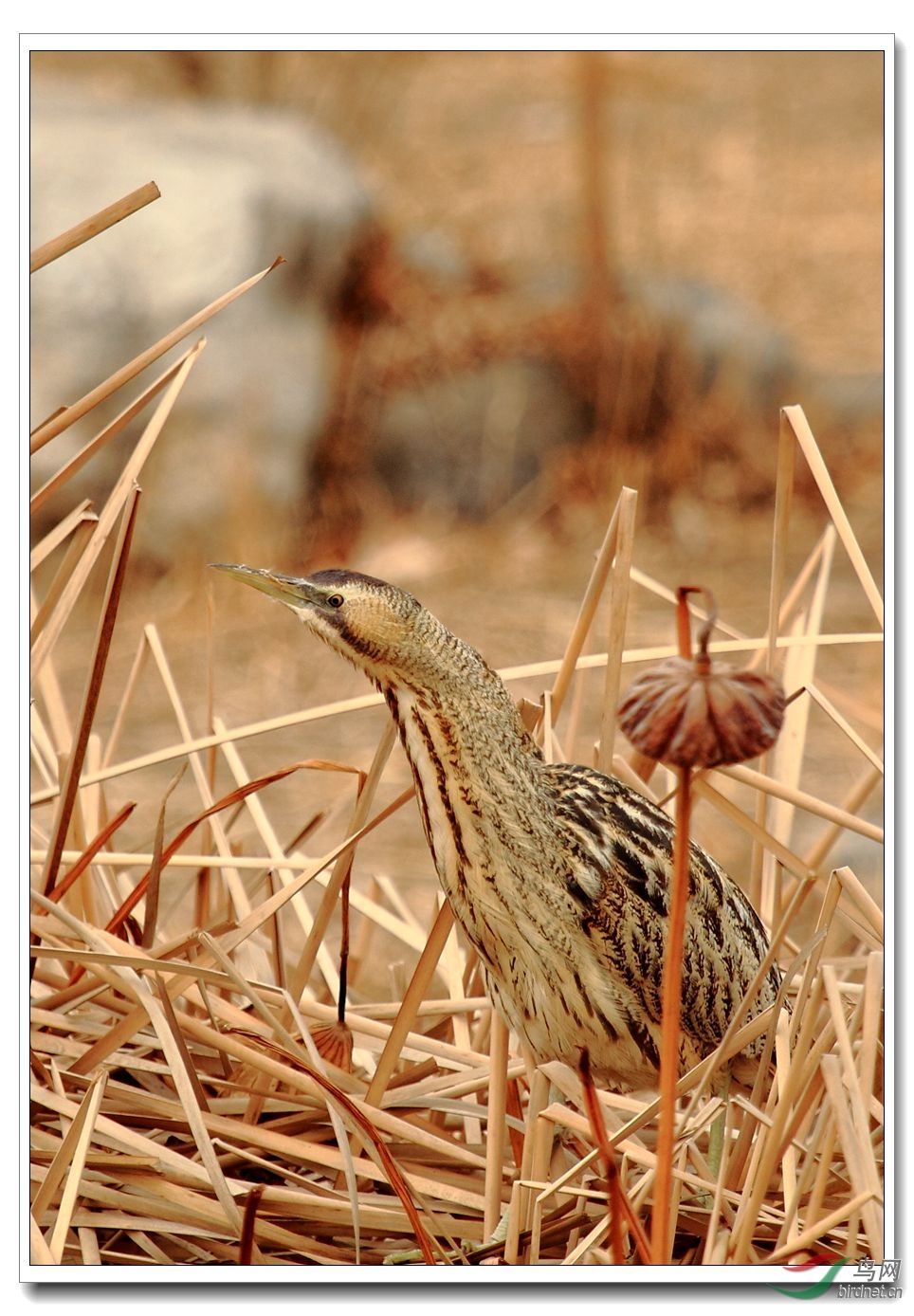 大麻鳽