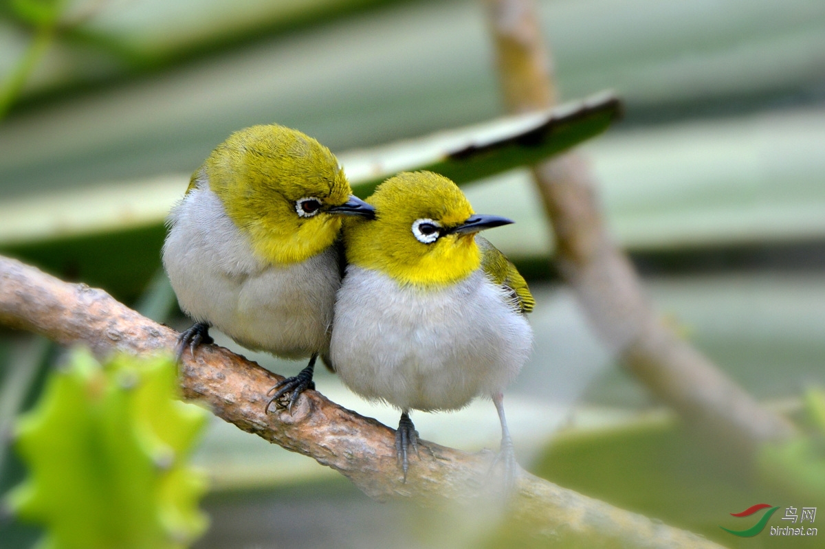 (暗绿绣眼鸟)厦门拍鸟汇报
