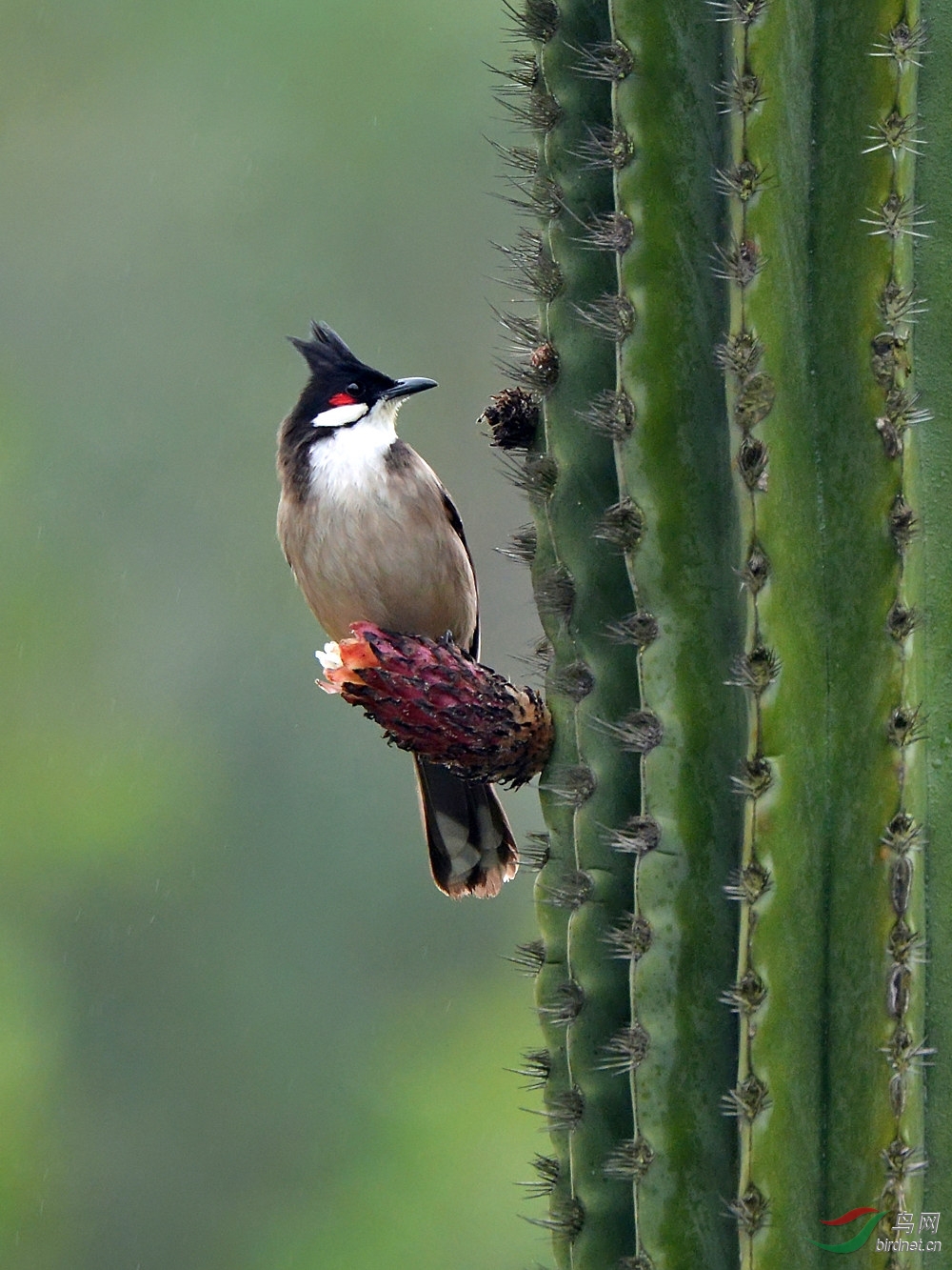 暗绿绣眼鸟厦门拍鸟汇报