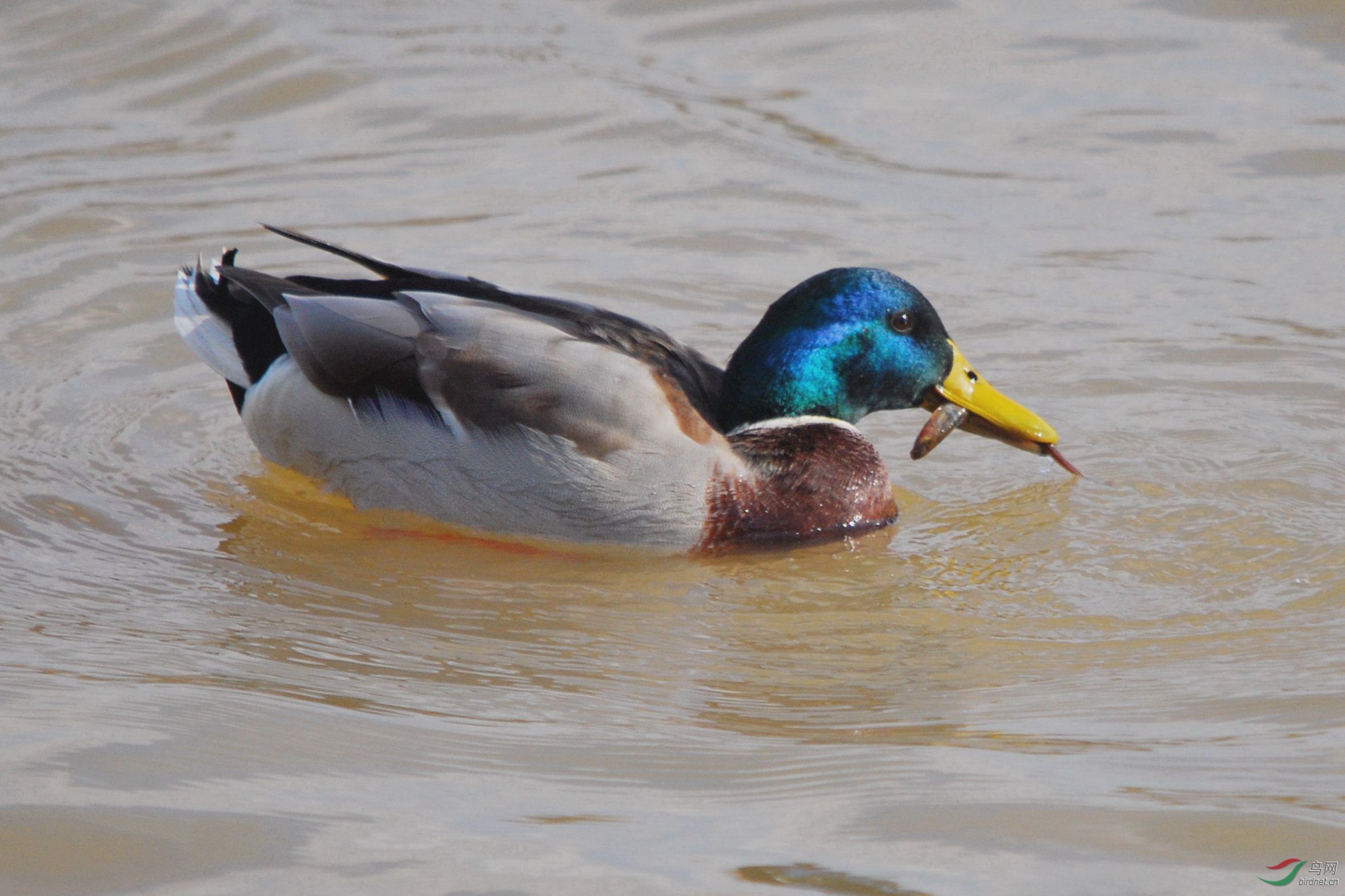 雄绿头孤独捕食