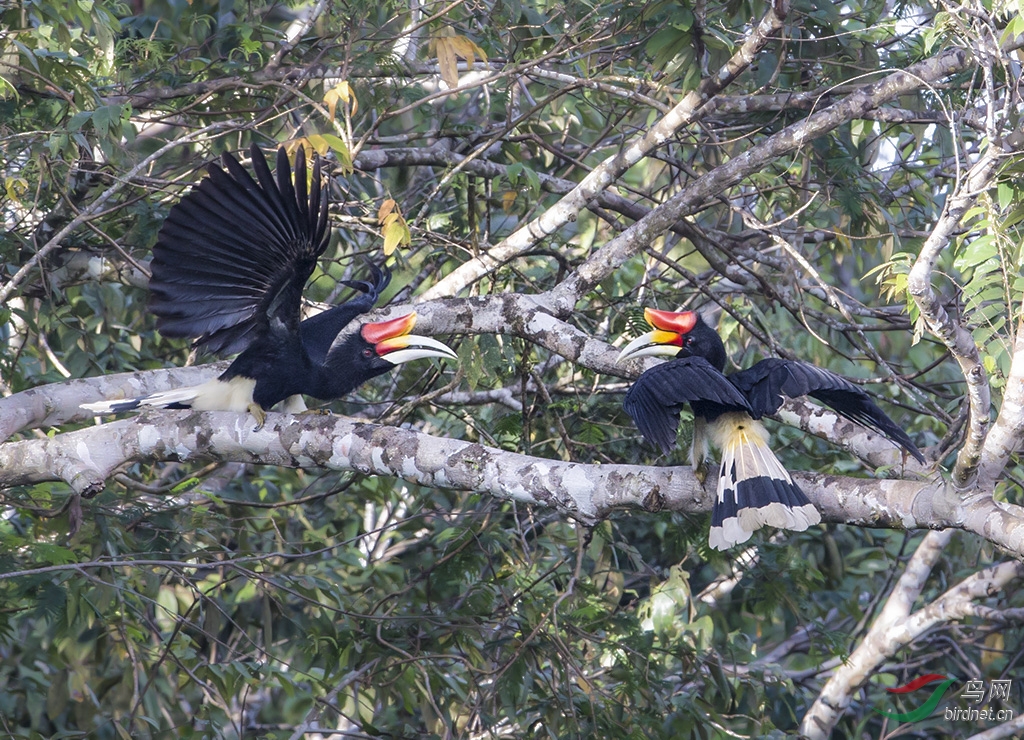 马来西亚犀鸟 - 四川版 sichuan 鸟网